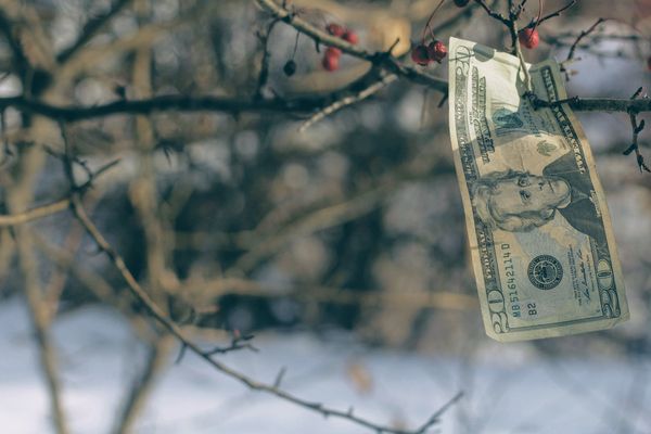 A single American 20 dollar bill hanging from a bare tree branch in winter.